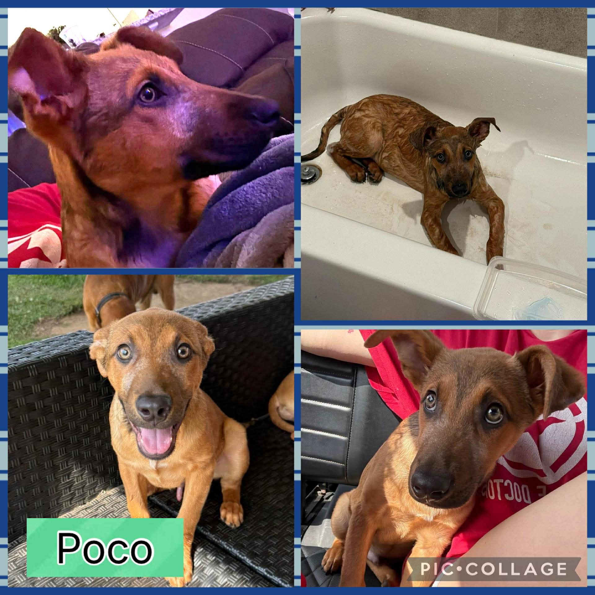Poco, ADOPTABLE, Puppy Male German Shepherd Dog.