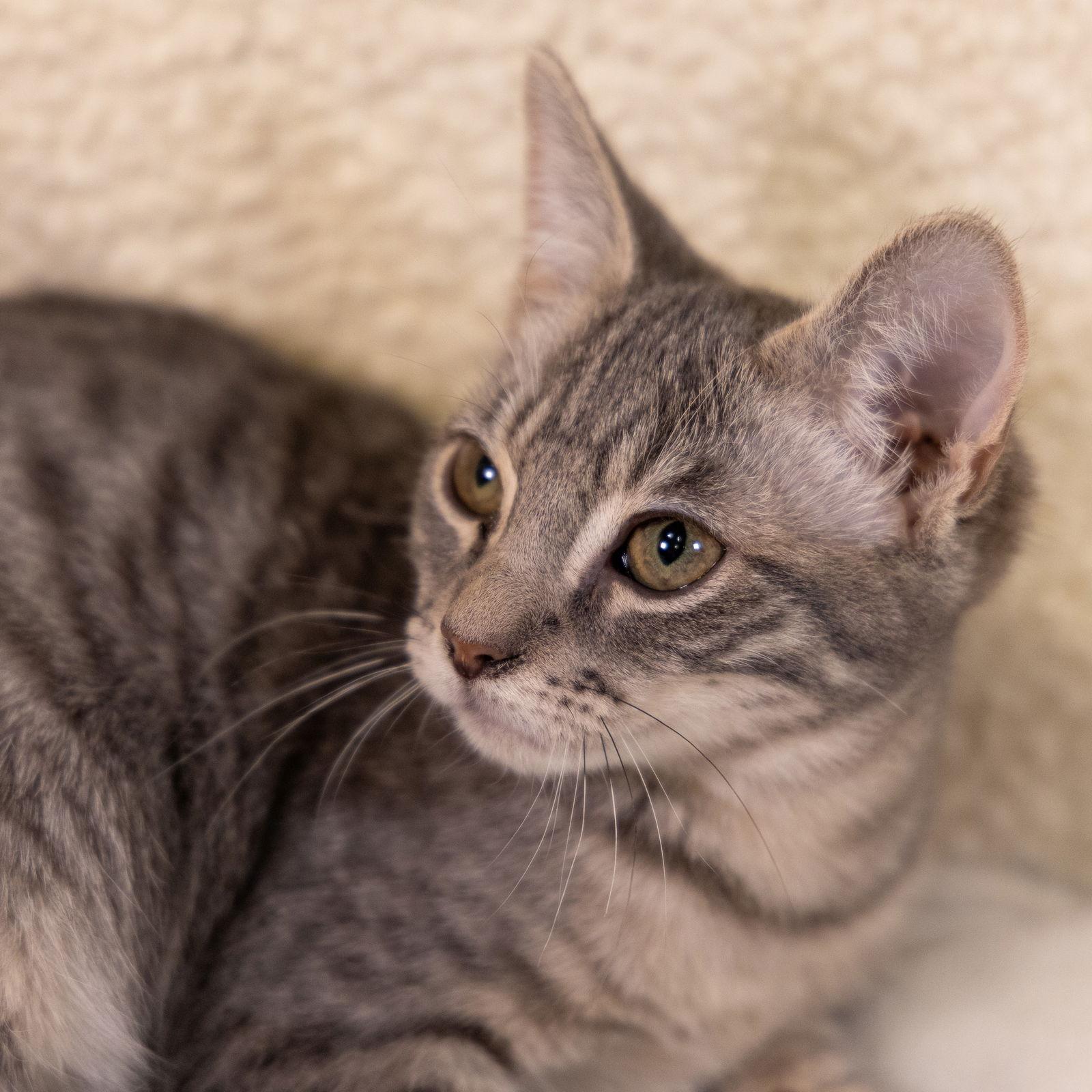 Enlarge Jerry, a Adopted mixed breed in Garland, TX image 2/3