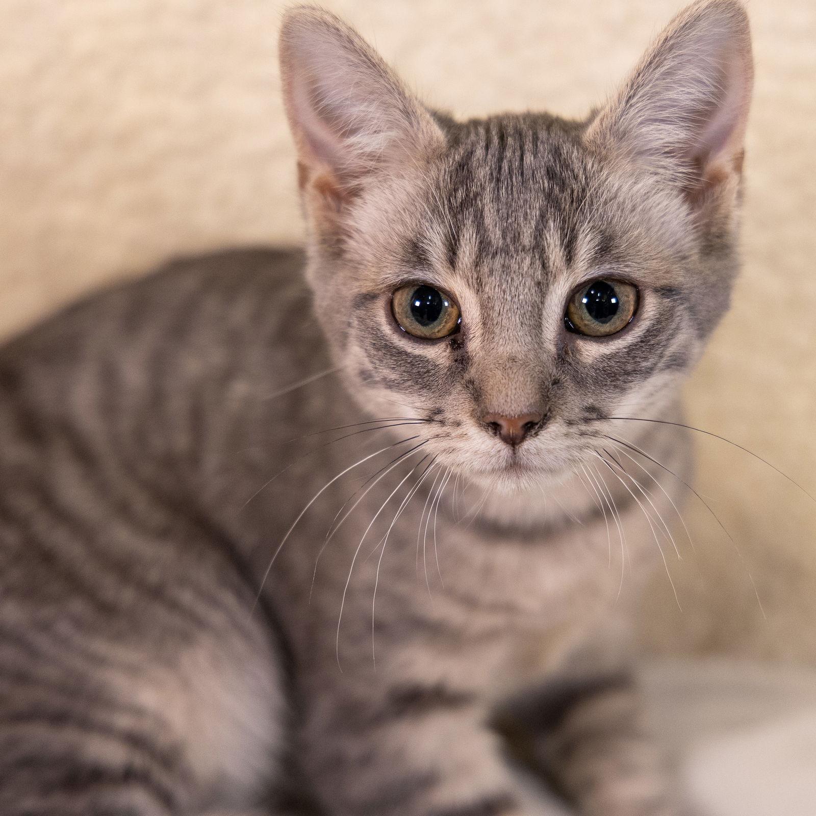 Enlarge Jerry, a Adopted mixed breed in Garland, TX image 3/3