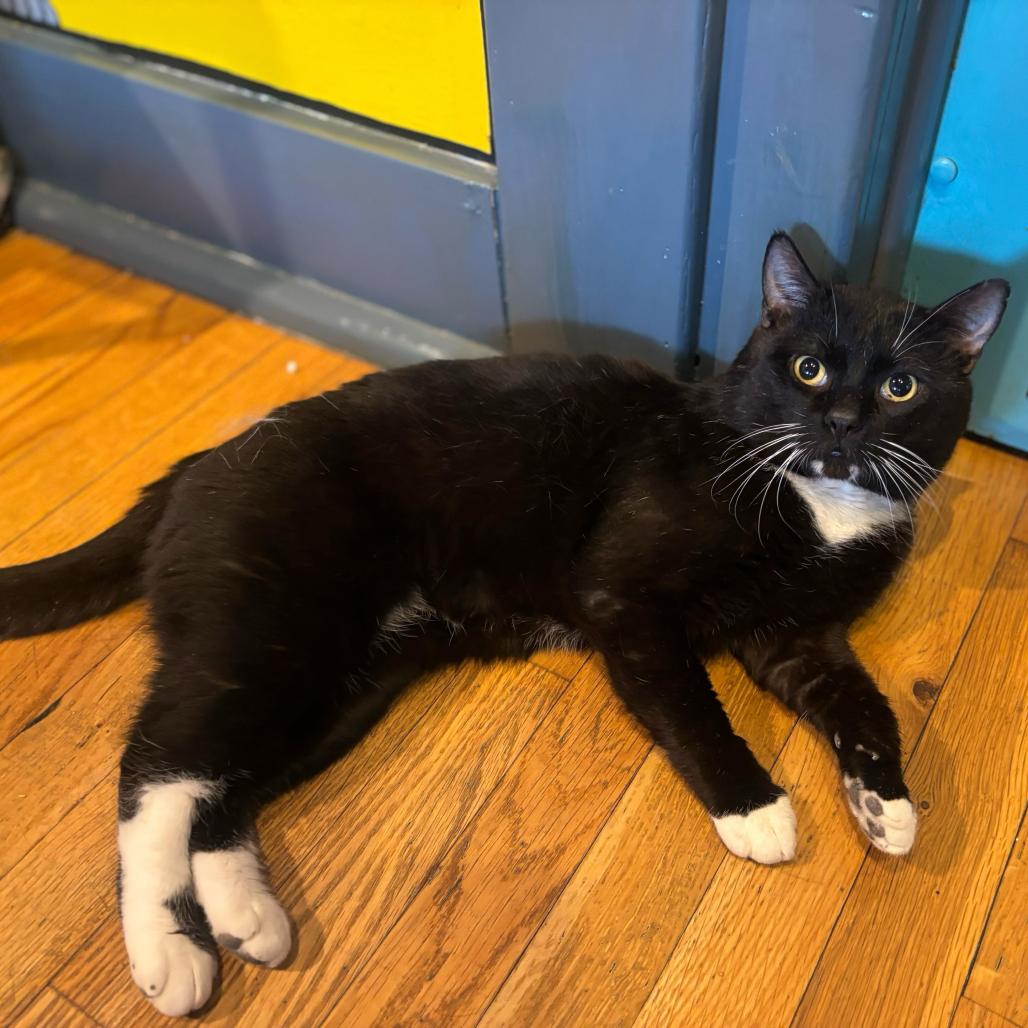 Enlarge Bucky, an adopted Domestic Short Hair in Stokesdale, NC image 2/2