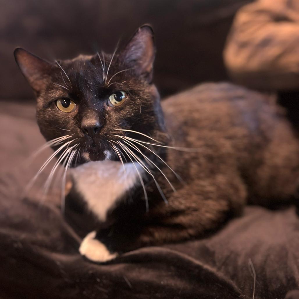 Bucky, adopted, Adult Male Domestic Short Hair.