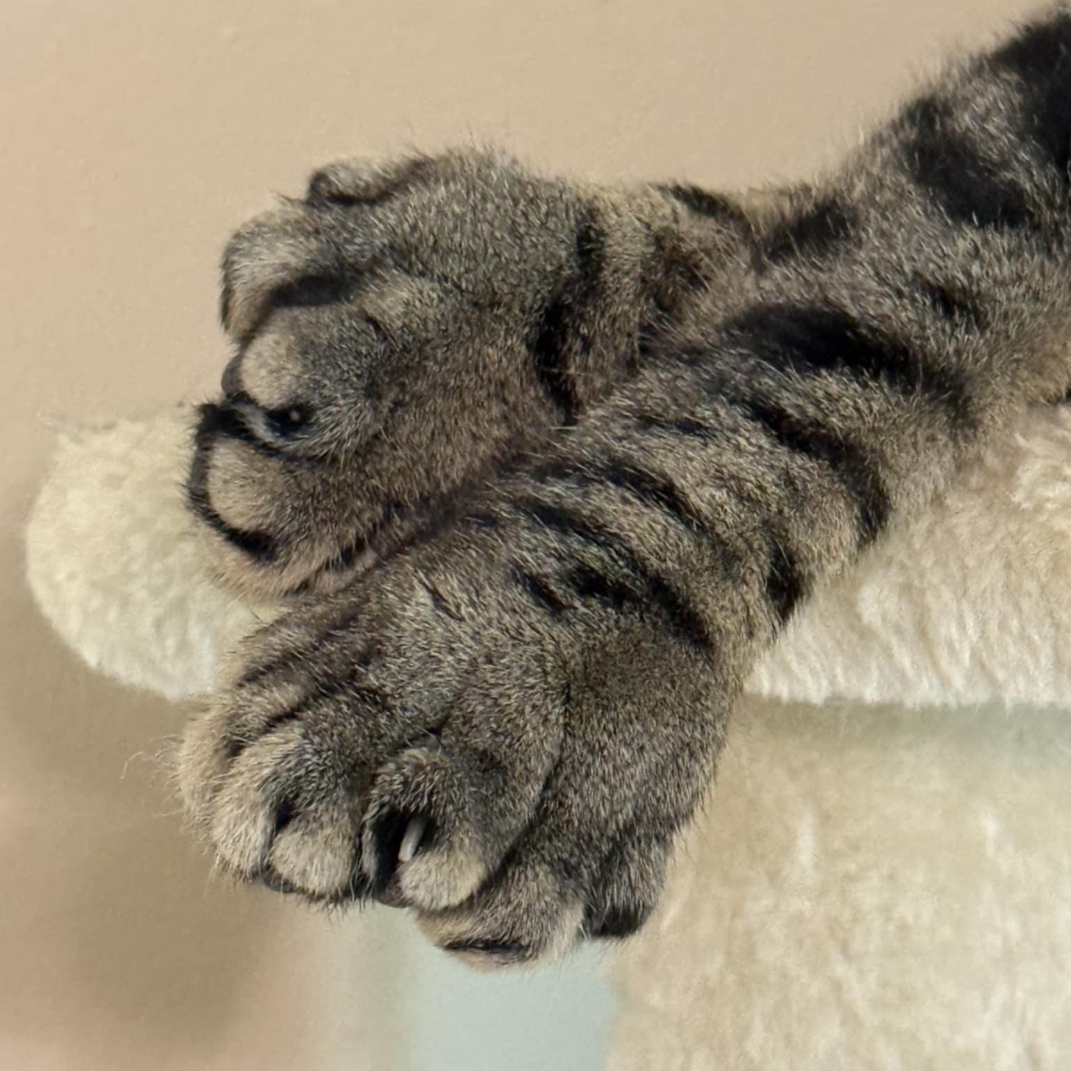 Leanna, a Adoptable Domestic Short Hair in Vine Grove, KY image 5/5