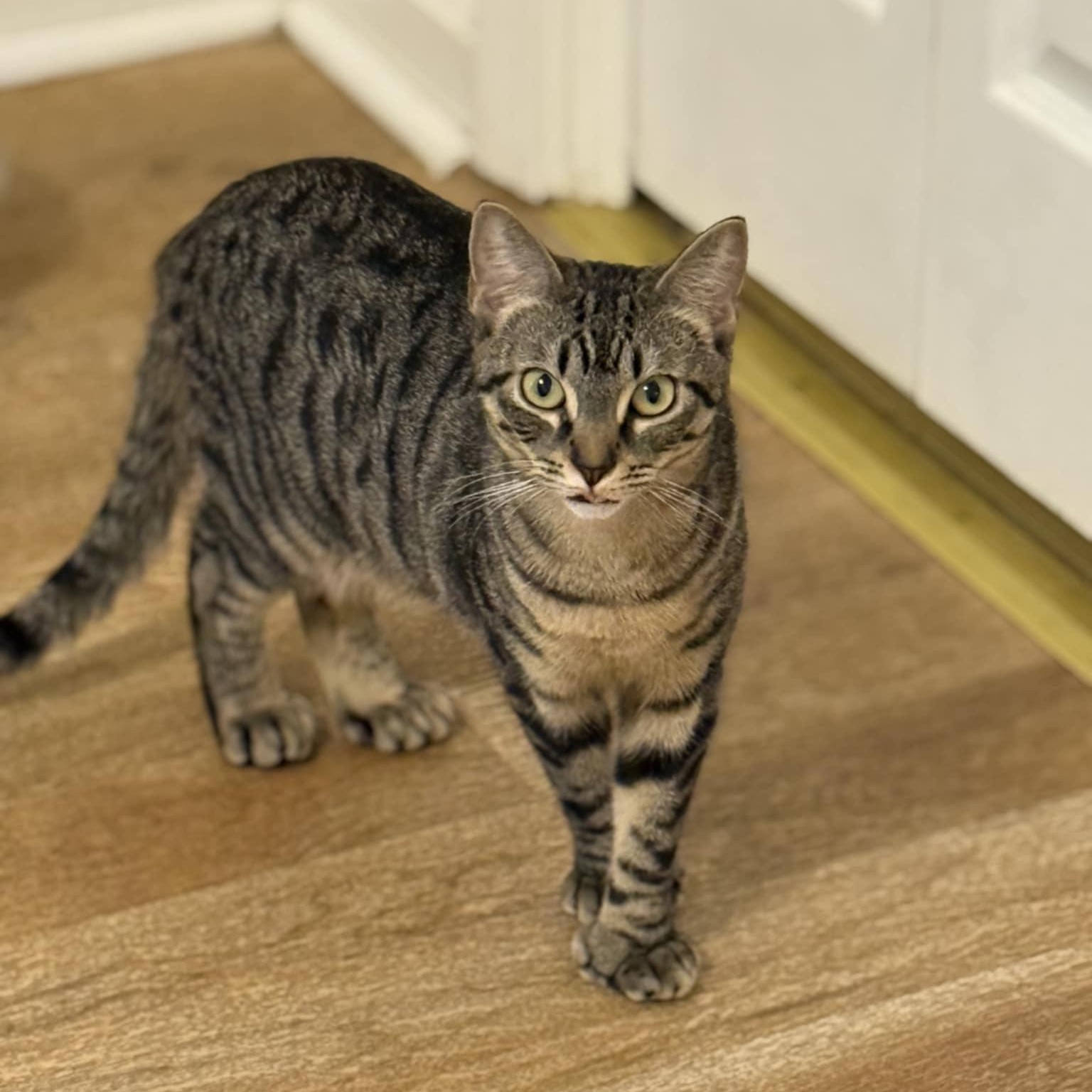 Leanna, a Adoptable Domestic Short Hair in Vine Grove, KY image 4/5