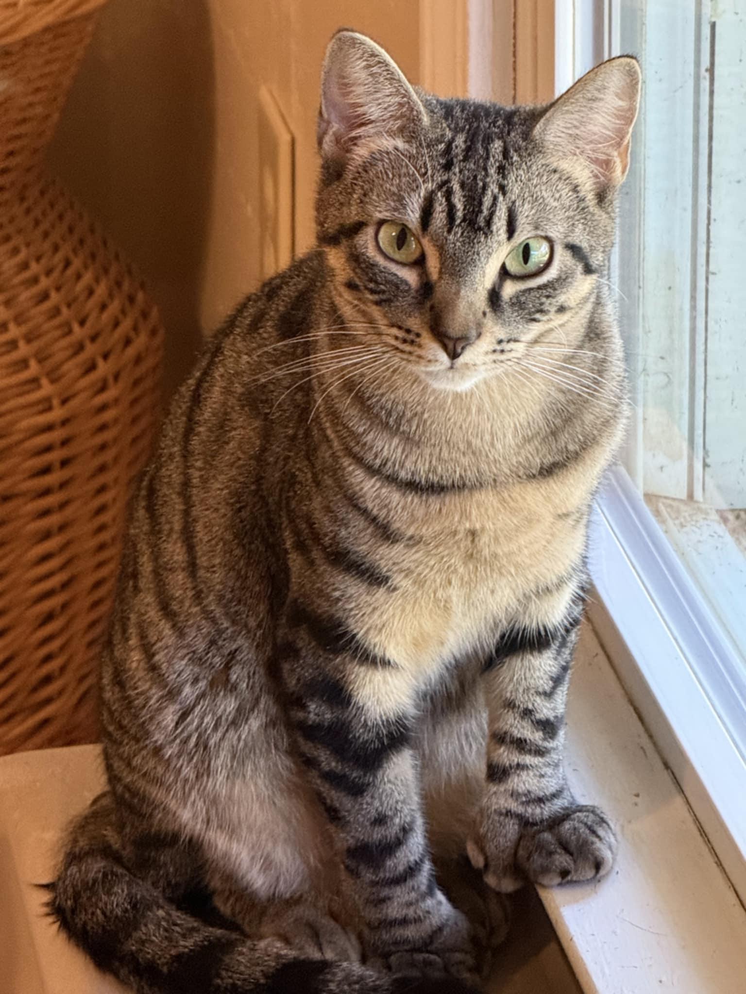 Leanna, a Adoptable Domestic Short Hair in Vine Grove, KY image 3/5
