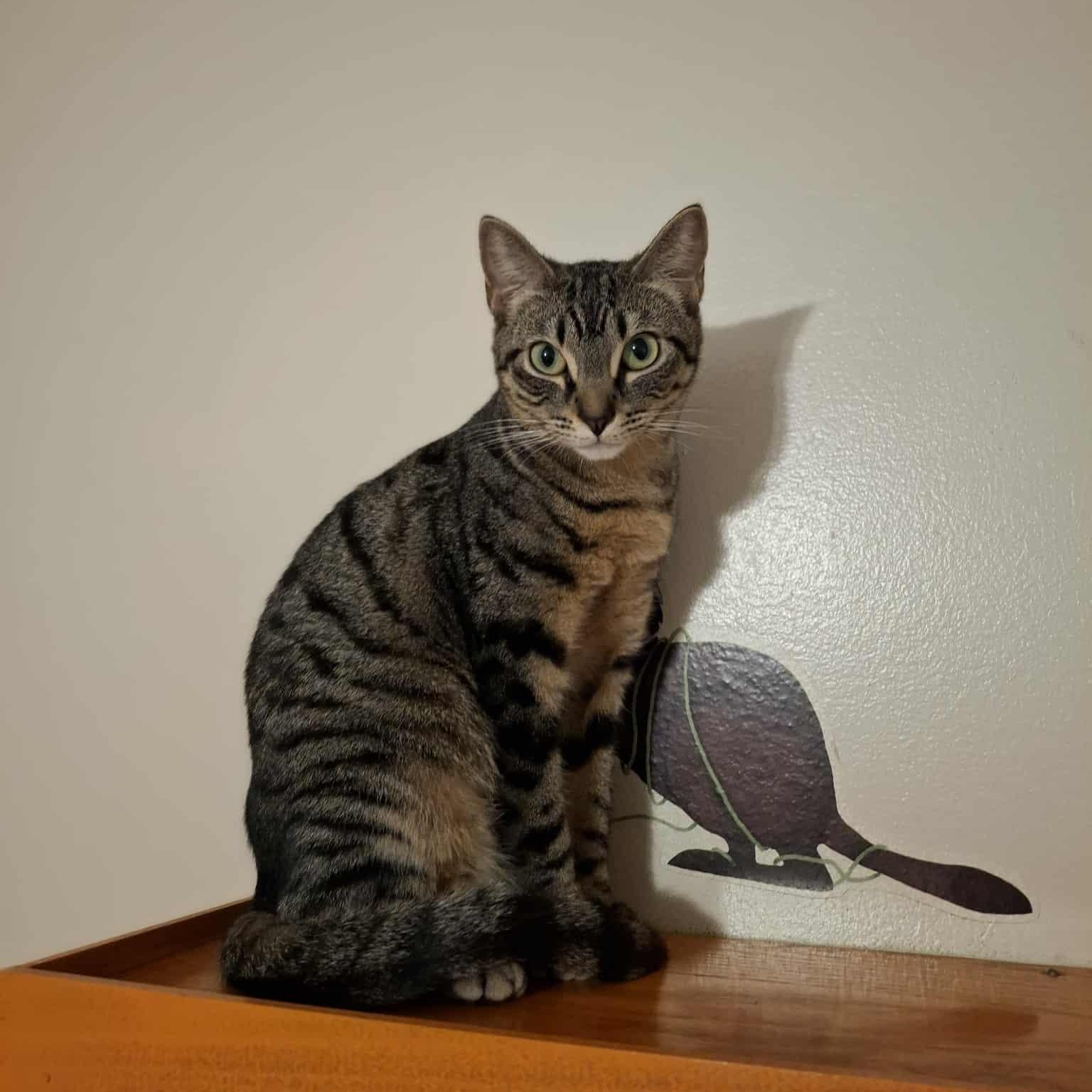Leanna, a Adoptable Domestic Short Hair in Vine Grove, KY image 2/5