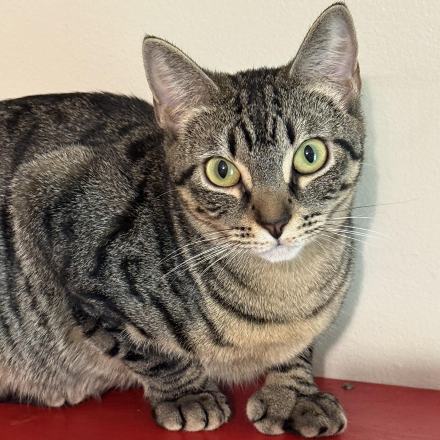 Leanna, a Adoptable Domestic Short Hair in Vine Grove, KY image 1/5