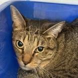 Enlarge Louise , a ADOPTABLE Domestic Short Hair in Lansing, MI image 1/1