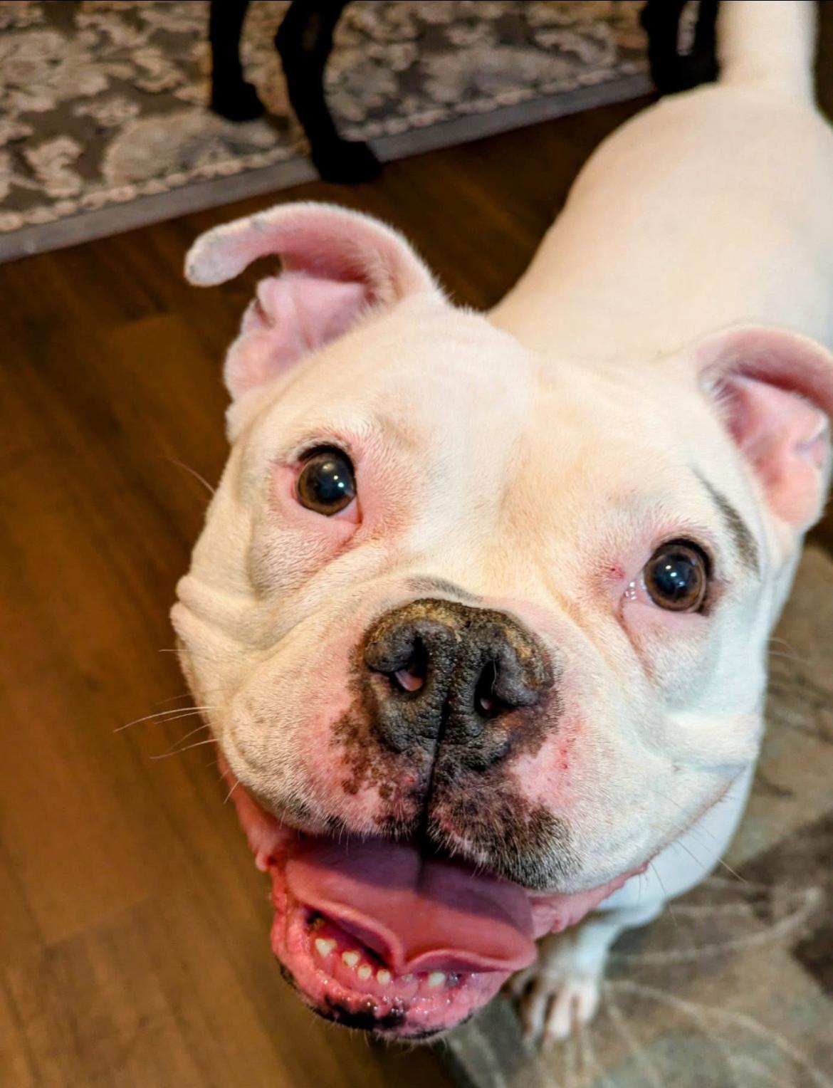 Bristol, Adoptable, Adult Female American Bulldog.