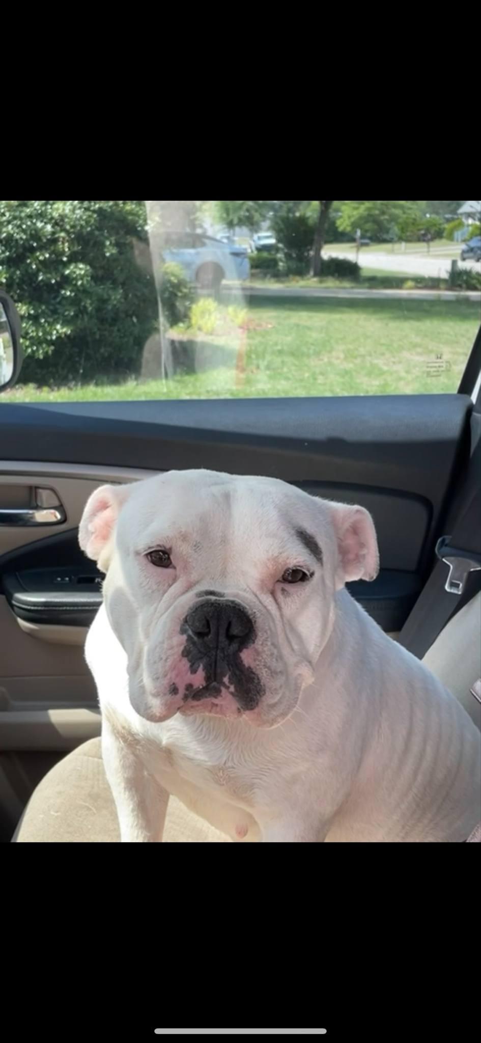 Bristol, Adoptable, Adult Female American Bulldog.