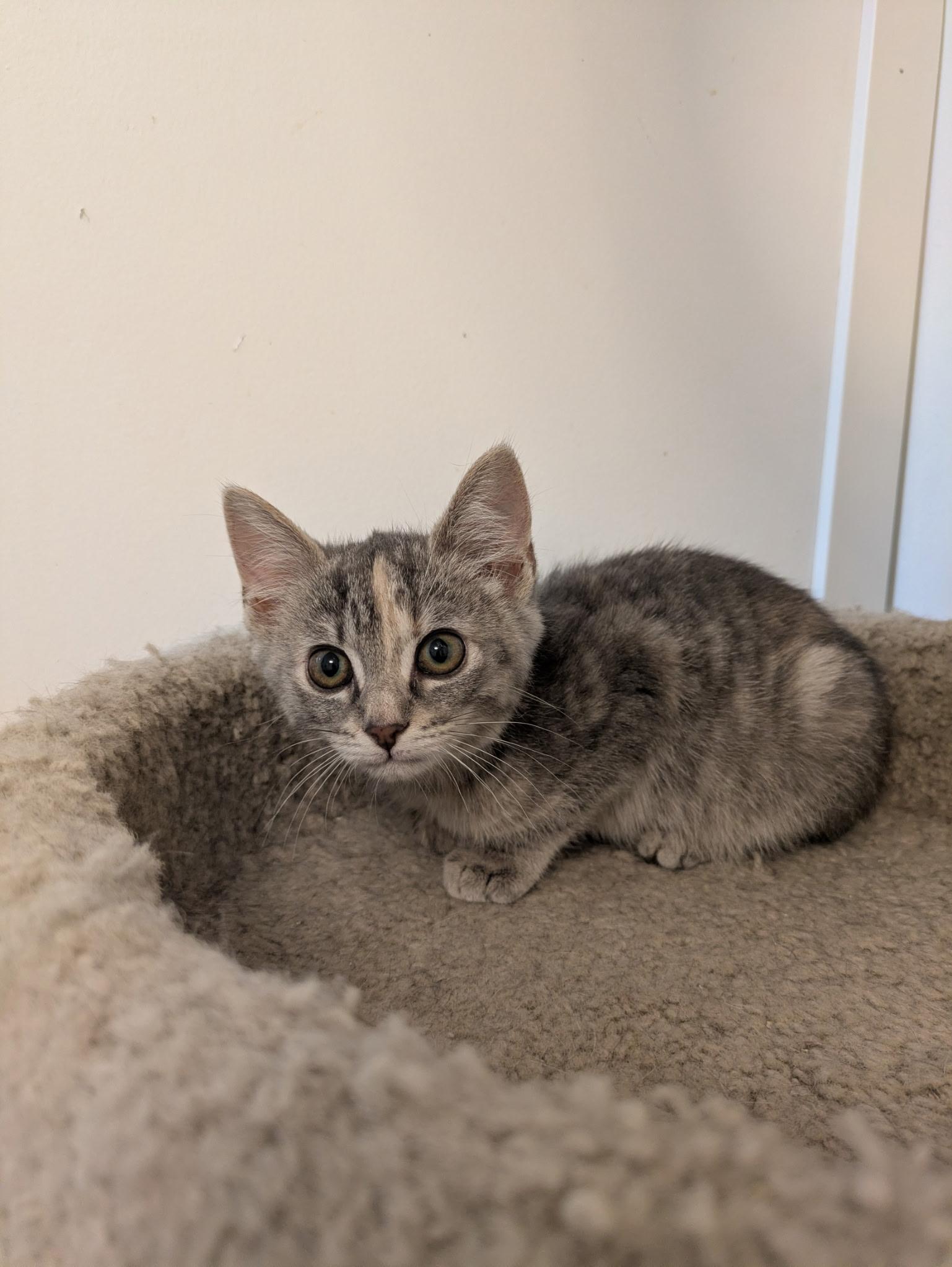 Enlarge Melody - At Petsmart, an adoptable Domestic Short Hair in Kalamazoo, MI image 1/1