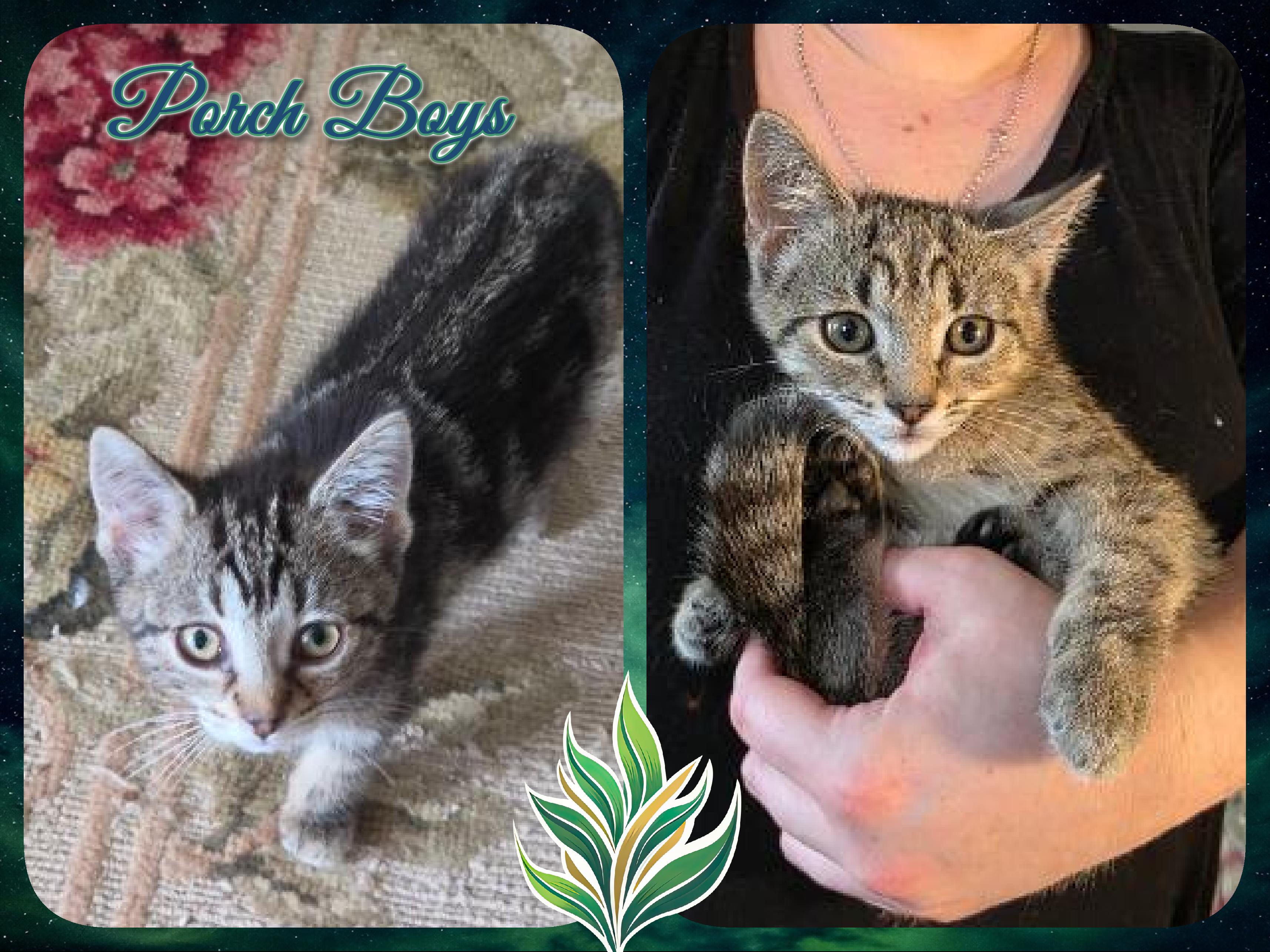 Enlarge Porch Litter Boys, a ADOPTABLE Domestic Short Hair in Corinth, NY image 1/1