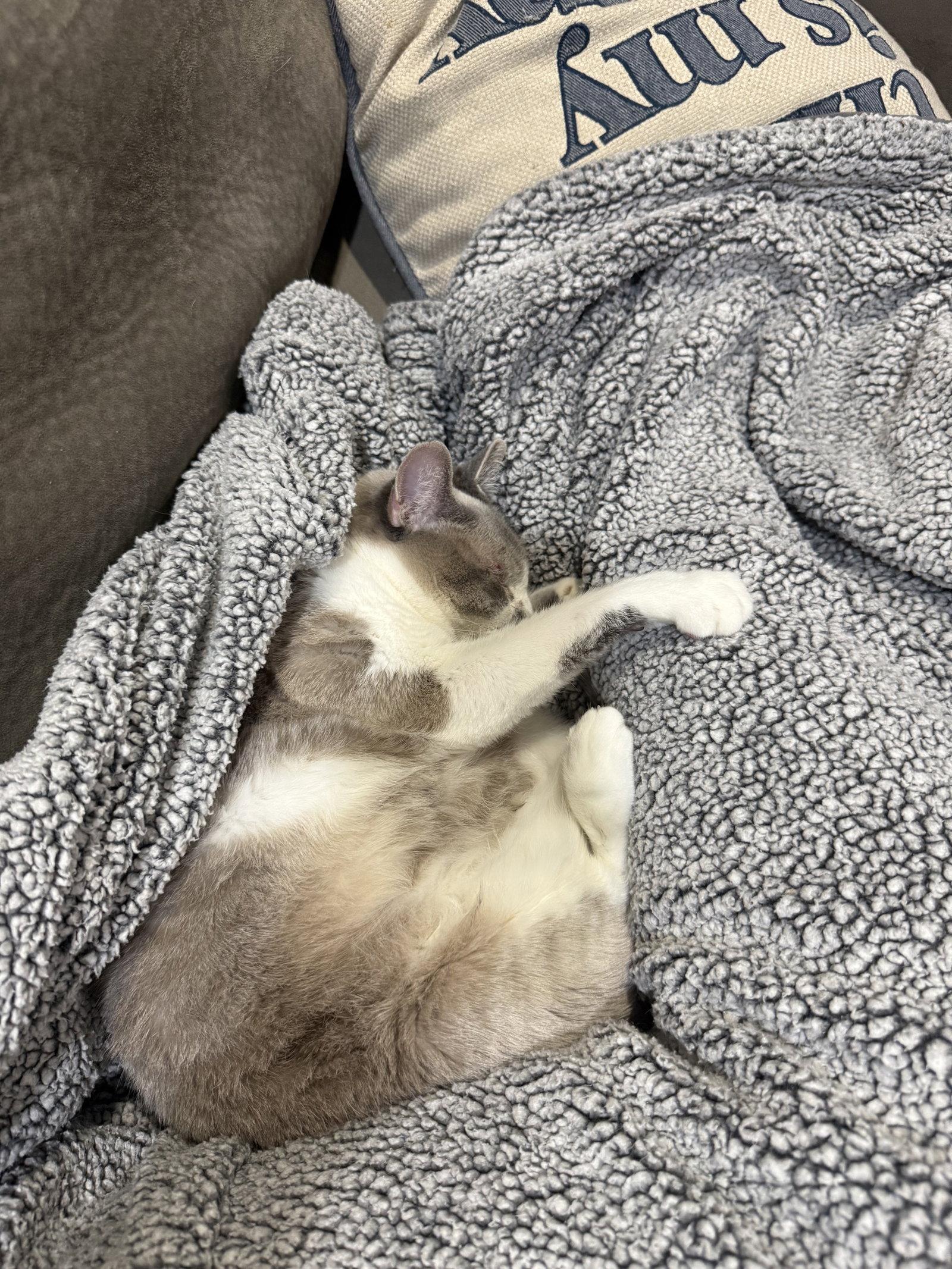 Petunia, Adoptable, Adult Female Domestic Short Hair & Siamese.