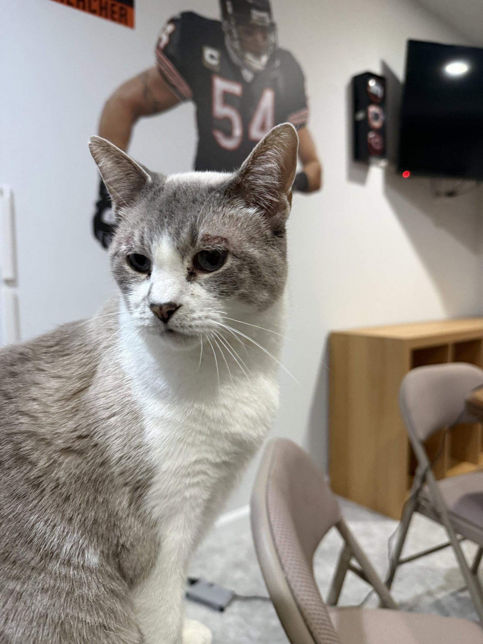 Enlarge Petunia, a Adoptable mixed breed in Wheaton, IL image 2/3
