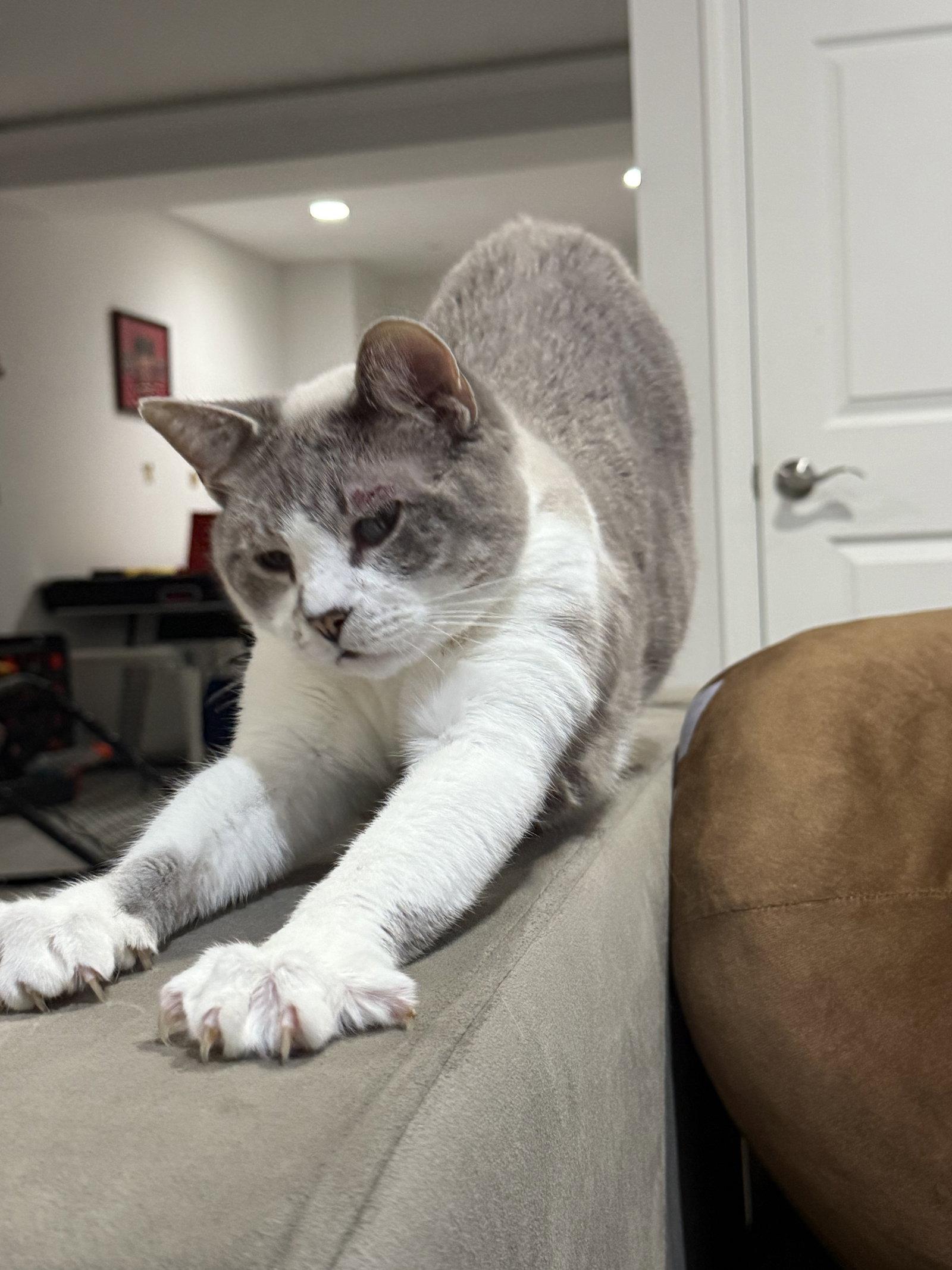 Enlarge Petunia, a Adoptable mixed breed in Wheaton, IL image 3/3