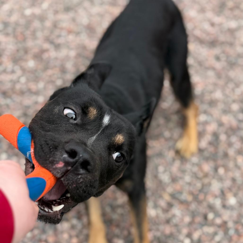 Scrappy Doo, ADOPTABLE, Adult • Male, English Bulldog & German Shepherd Dog.