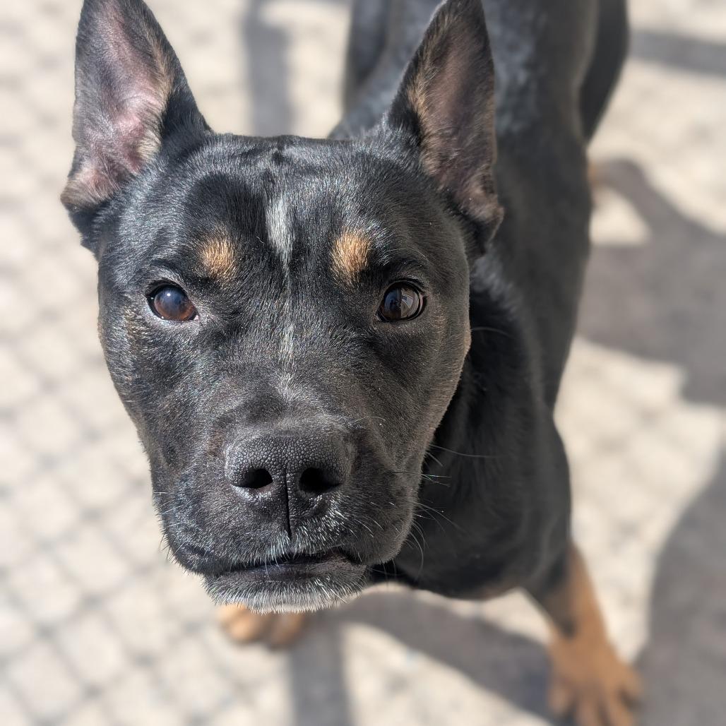 Enlarge Scrappy Doo, a Adoptable mixed breed in Watertown, NY image 2/6