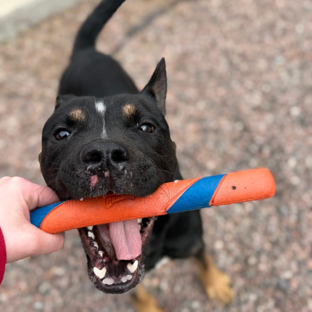 Enlarge Scrappy Doo, a Adoptable mixed breed in Watertown, NY image 3/6