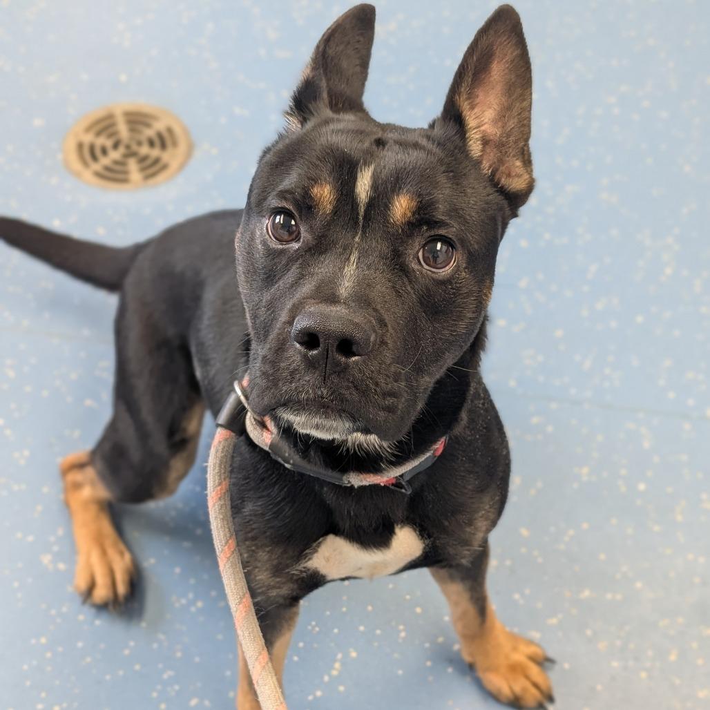Enlarge Scrappy Doo, a Adoptable mixed breed in Watertown, NY image 4/6