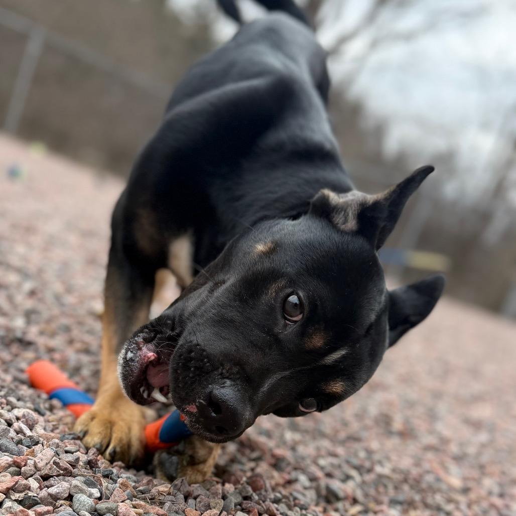 Enlarge Scrappy Doo, a Adoptable mixed breed in Watertown, NY image 5/6