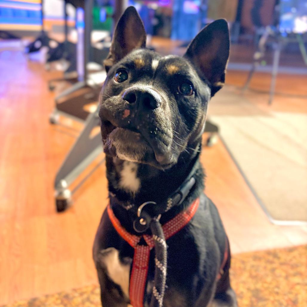 Enlarge Scrappy Doo, a Adoptable mixed breed in Watertown, NY image 6/6