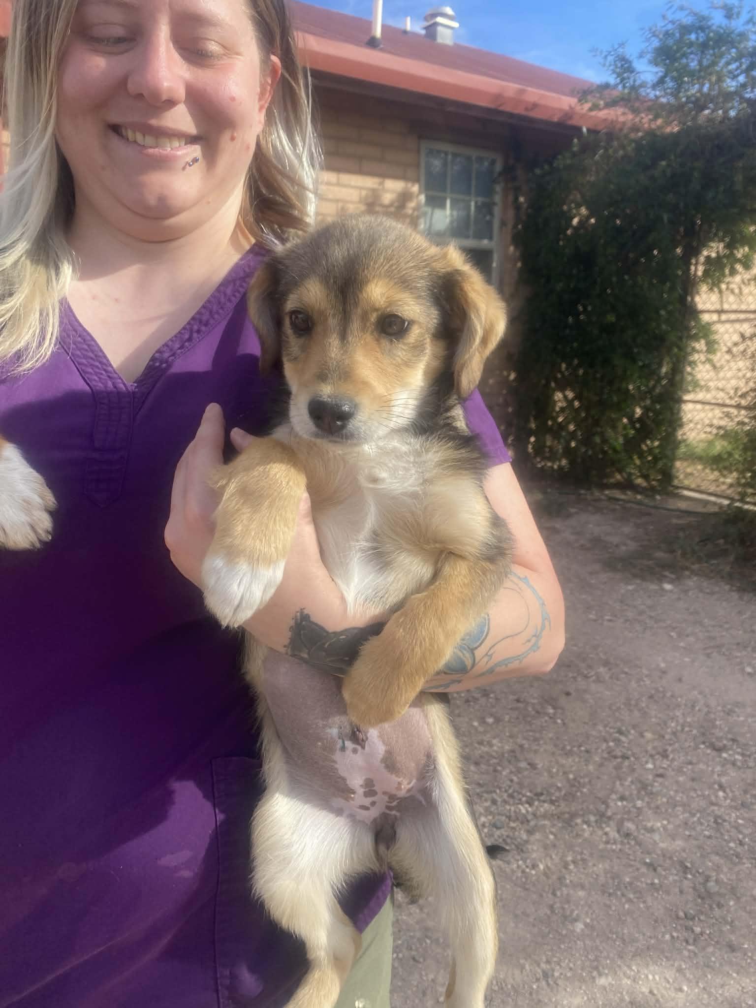 Wanda, ADOPTABLE, Puppy Female Corgi.