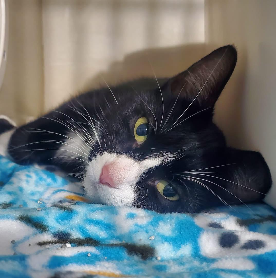 Daisy, a ADOPTABLE Domestic Short Hair in Hutchinson, MN image 1/2