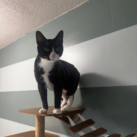 Enlarge Daisy, a ADOPTABLE Domestic Short Hair in Hutchinson, MN image 4/4