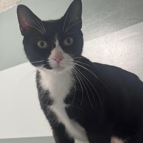 Enlarge Daisy, a ADOPTABLE Domestic Short Hair in Hutchinson, MN image 2/4