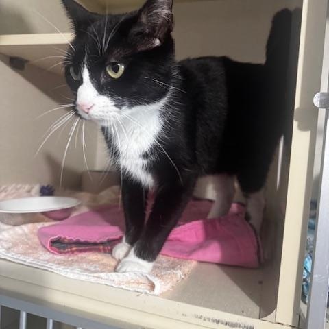Daisy, a ADOPTABLE Domestic Short Hair in Hutchinson, MN image 2/2