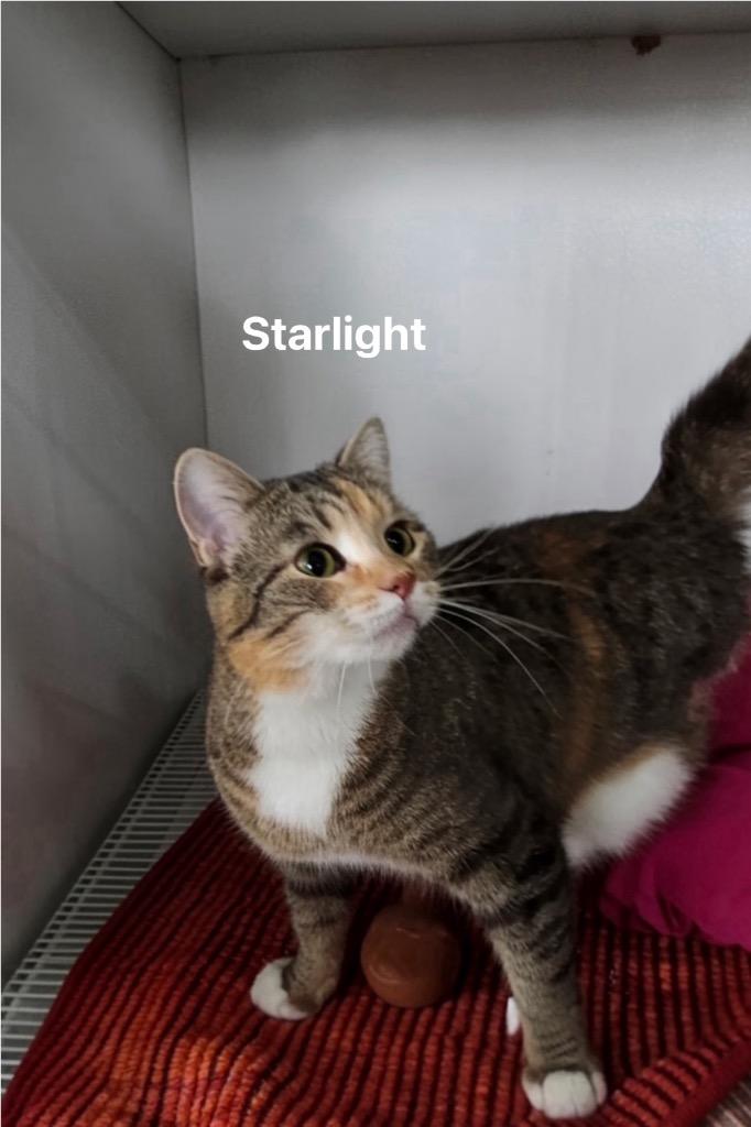 Starlight, Adoptable, Young Female Domestic Medium Hair.