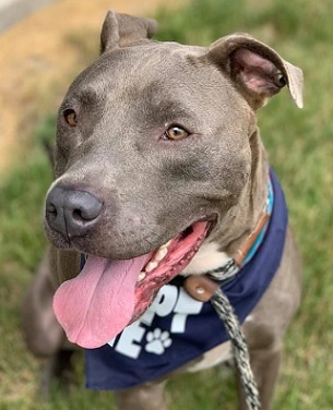 SAMMY- Needs a foster/forever home!, Senior Male unknown
