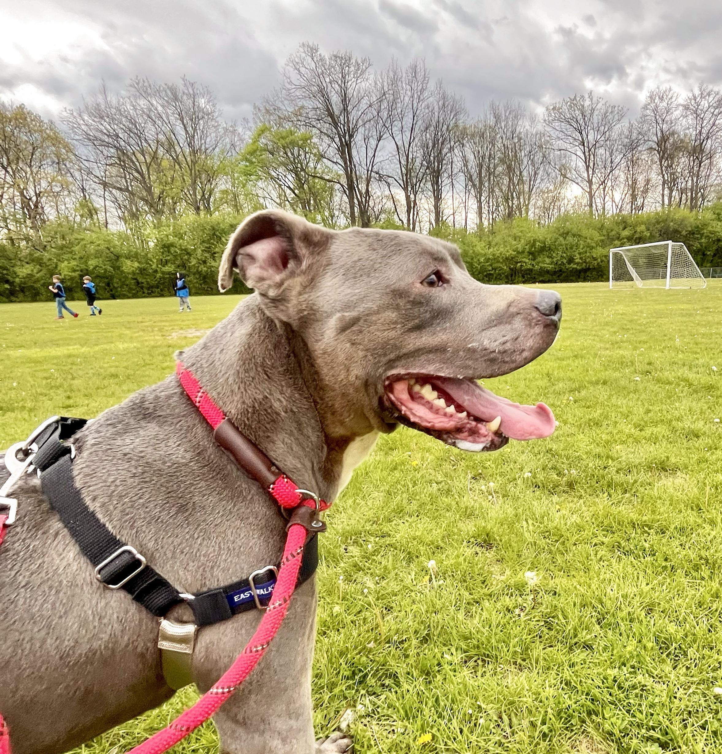 Enlarge SAMMY- Needs a foster/forever home!, a Adoptable mixed breed in Birmingham, MI image 3/6