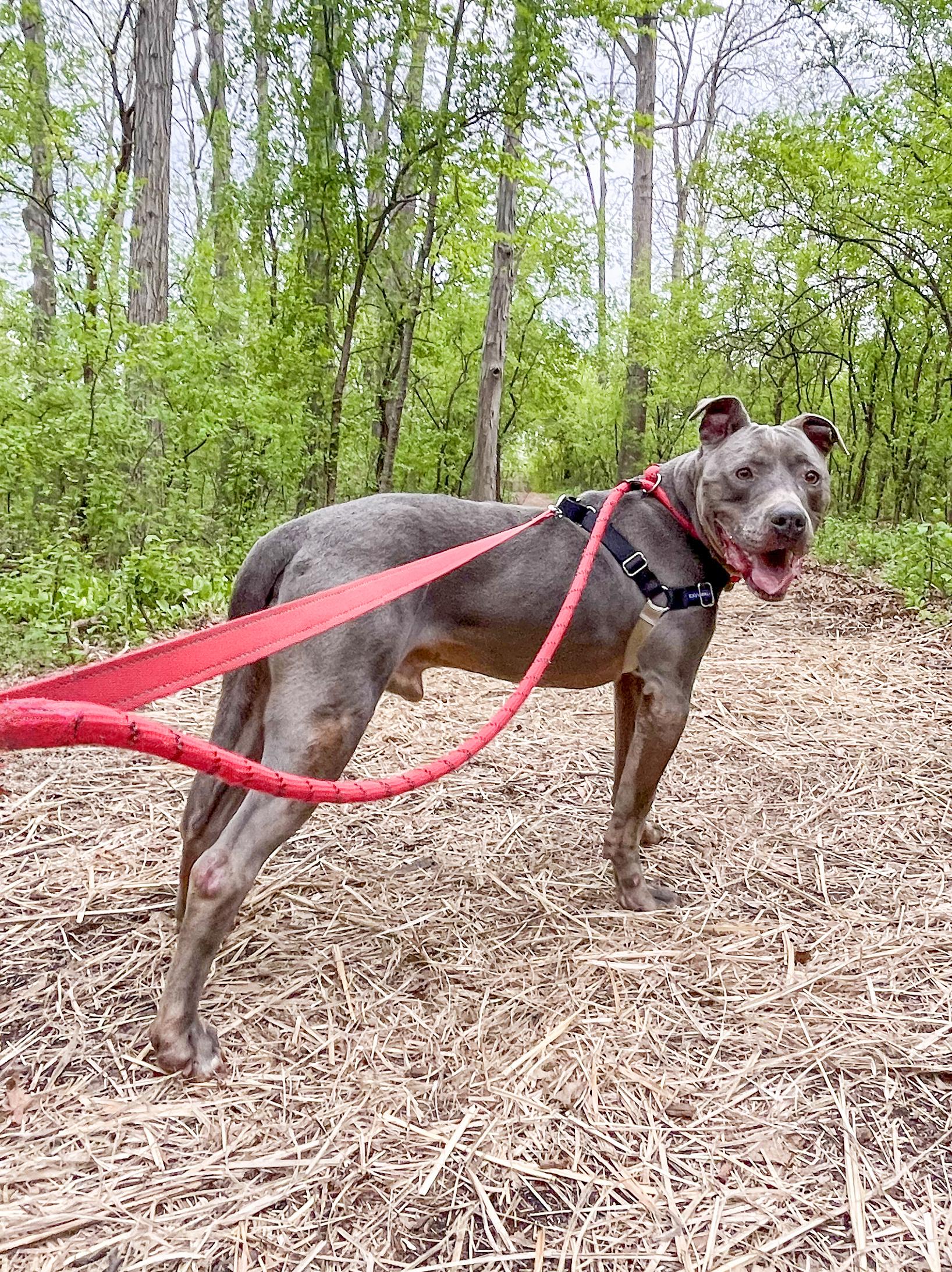 Enlarge SAMMY- Needs a foster/forever home!, a Adoptable mixed breed in Birmingham, MI image 5/6