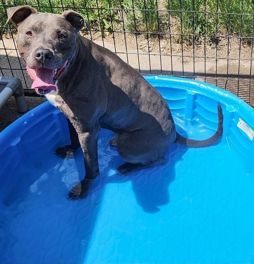 SAMMY- Needs a foster/forever home!, an adoptable Terrier in Birmingham, MI, 48012 | Photo Image 2