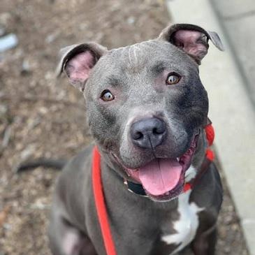 SAMMY- Needs a foster/forever home!, a Adoptable mixed breed in Birmingham, MI image 1/6