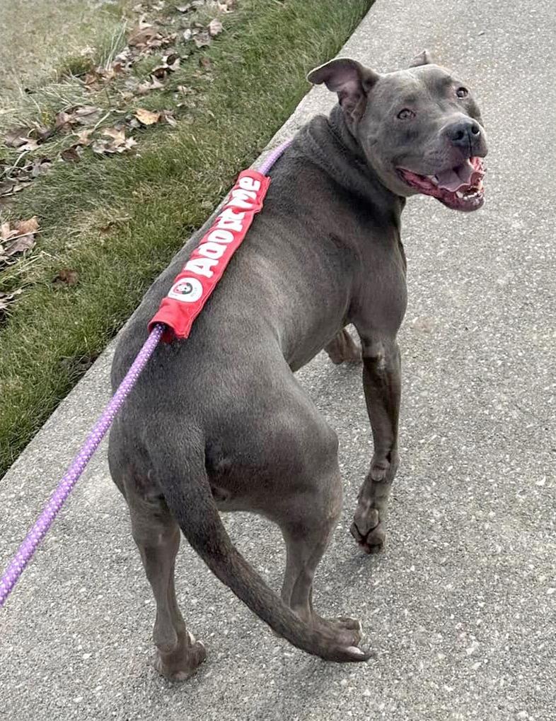 SAMMY- Needs a foster/forever home!, an adoptable Terrier in Birmingham, MI, 48012 | Photo Image 3