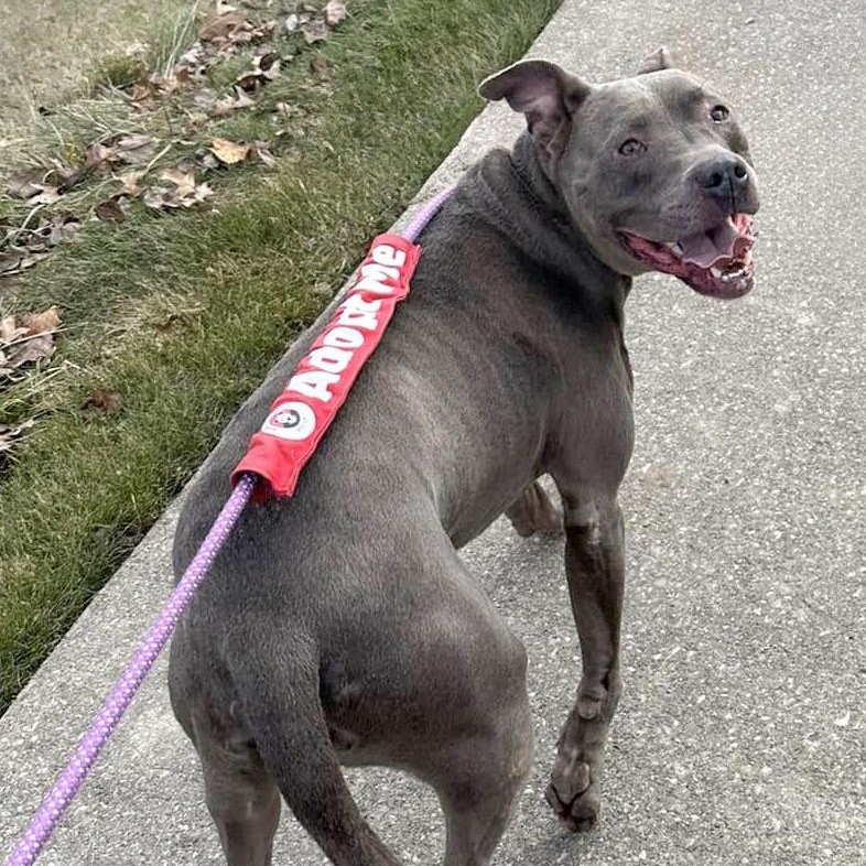 SAMMY- Needs a foster/forever home!, a Adoptable mixed breed in Birmingham, MI image 4/6