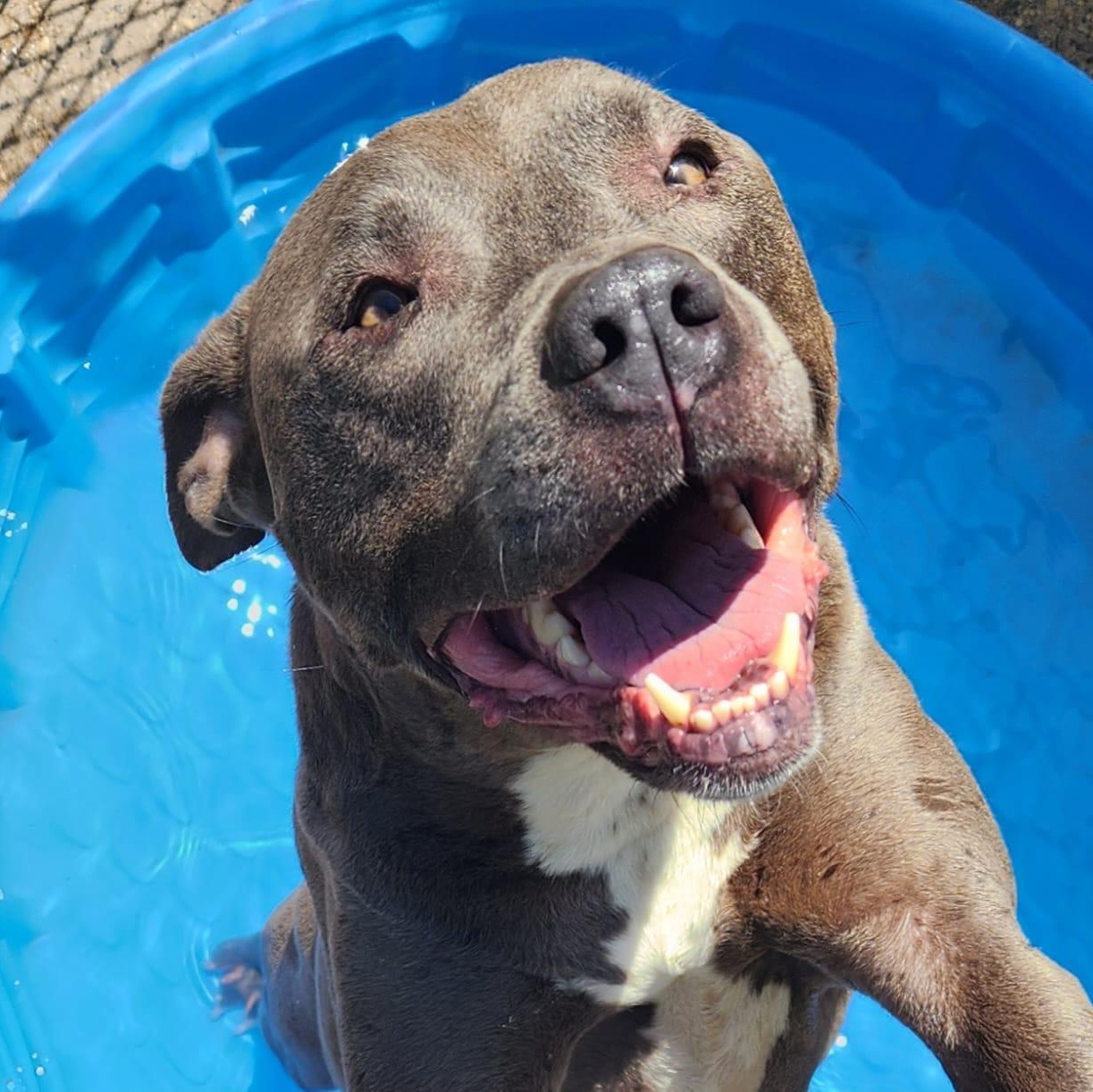 SAMMY- Needs a foster/forever home! — thumbnail 4