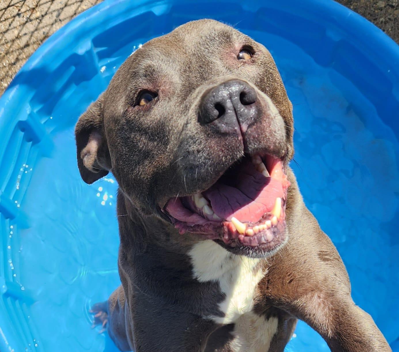 SAMMY- Needs a foster/forever home!, an adoptable Terrier in Birmingham, MI, 48012 | Photo Image 6