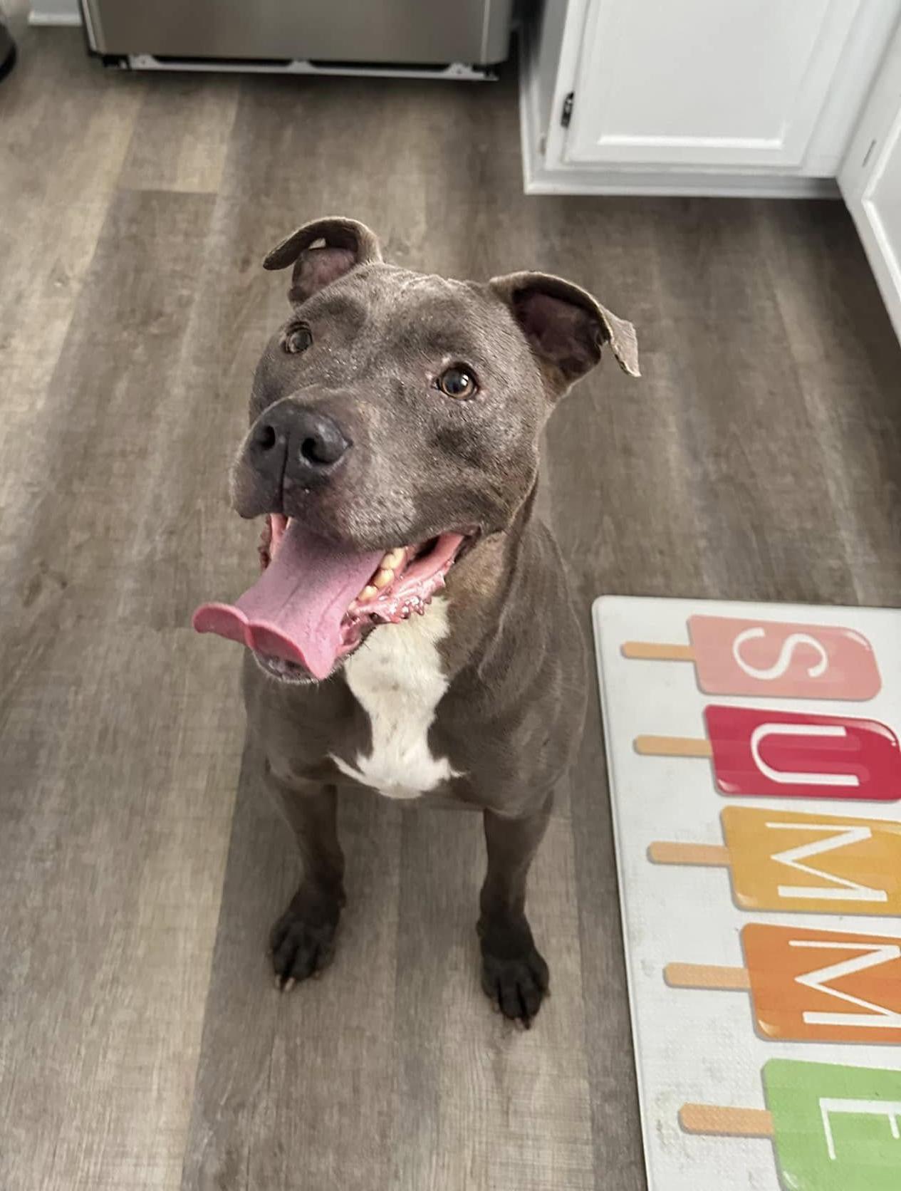 SAMMY- Needs a foster/forever home!, an adoptable Terrier in Birmingham, MI, 48012 | Photo Image 4