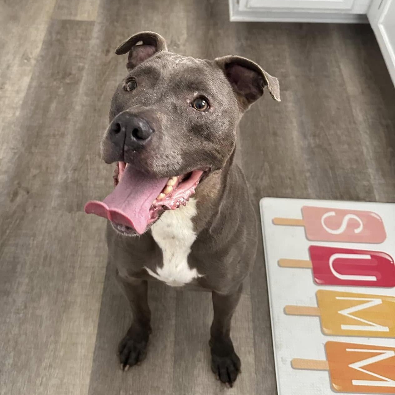 SAMMY- Needs a foster/forever home!, a Adoptable mixed breed in Birmingham, MI image 3/6