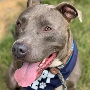 SAMMY- Needs a foster/forever home! — thumbnail 6