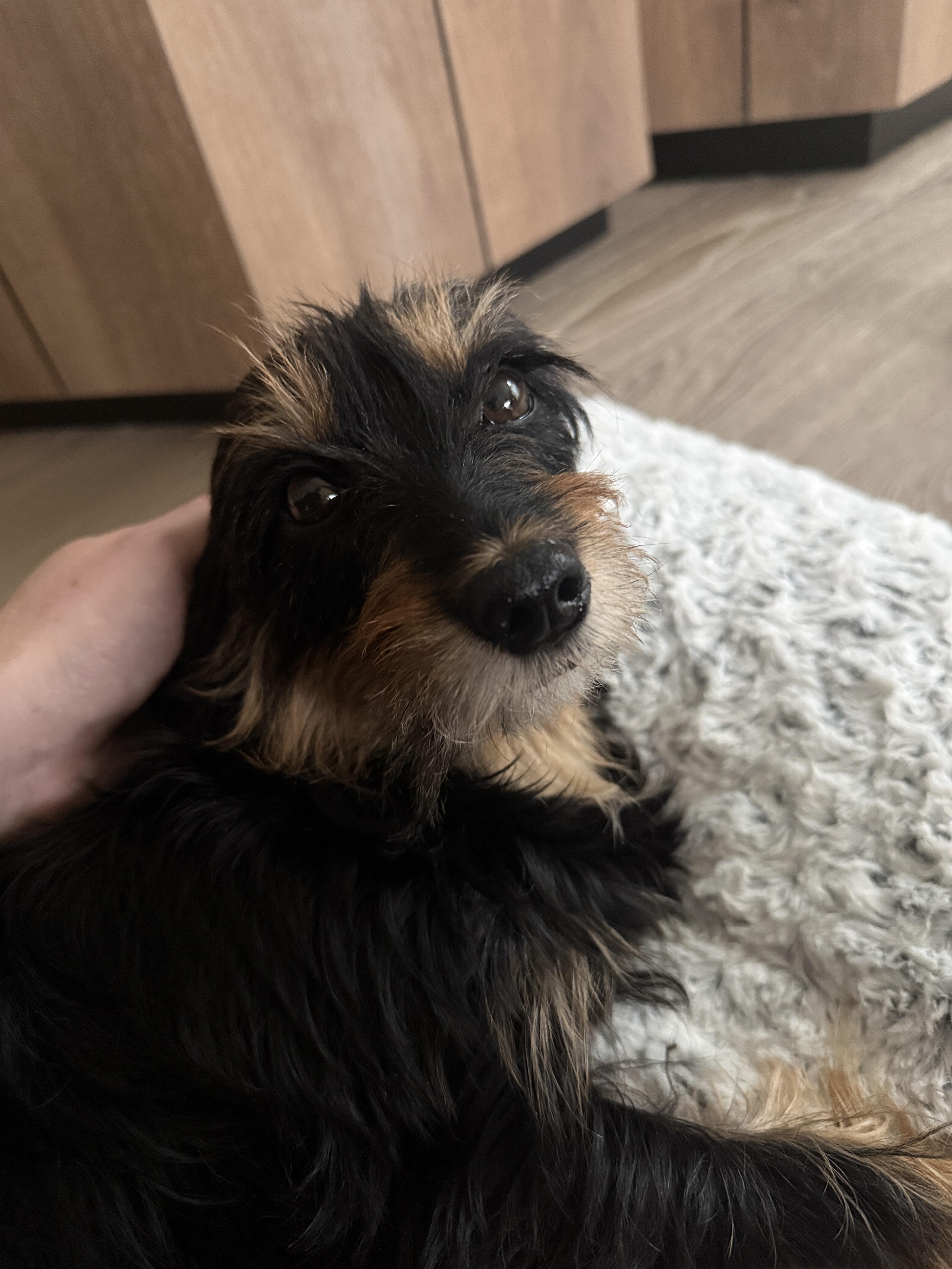 Hope, Adoptable, Adult Female Dachshund & Miniature Schnauzer.