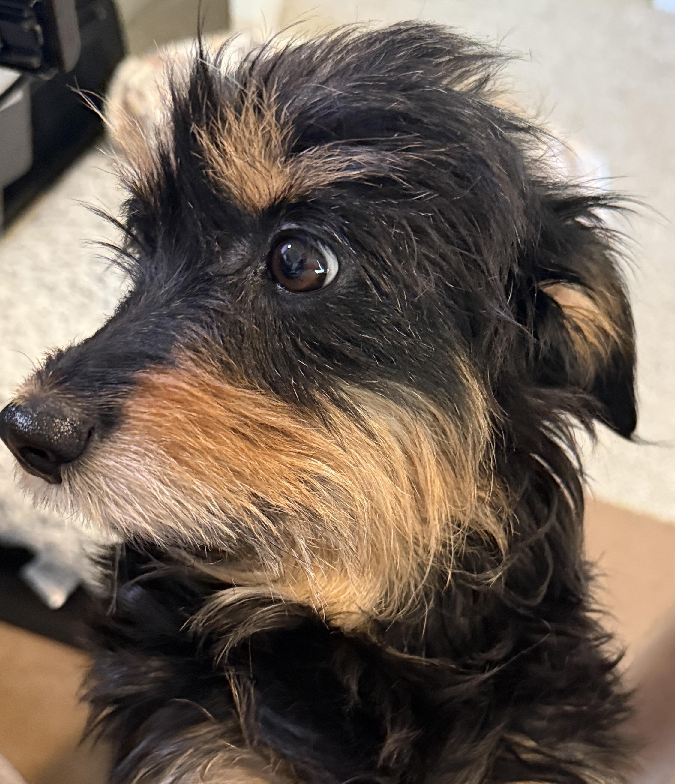 Hope, Adoptable, Young Female Schnauzer & Mixed Breed.