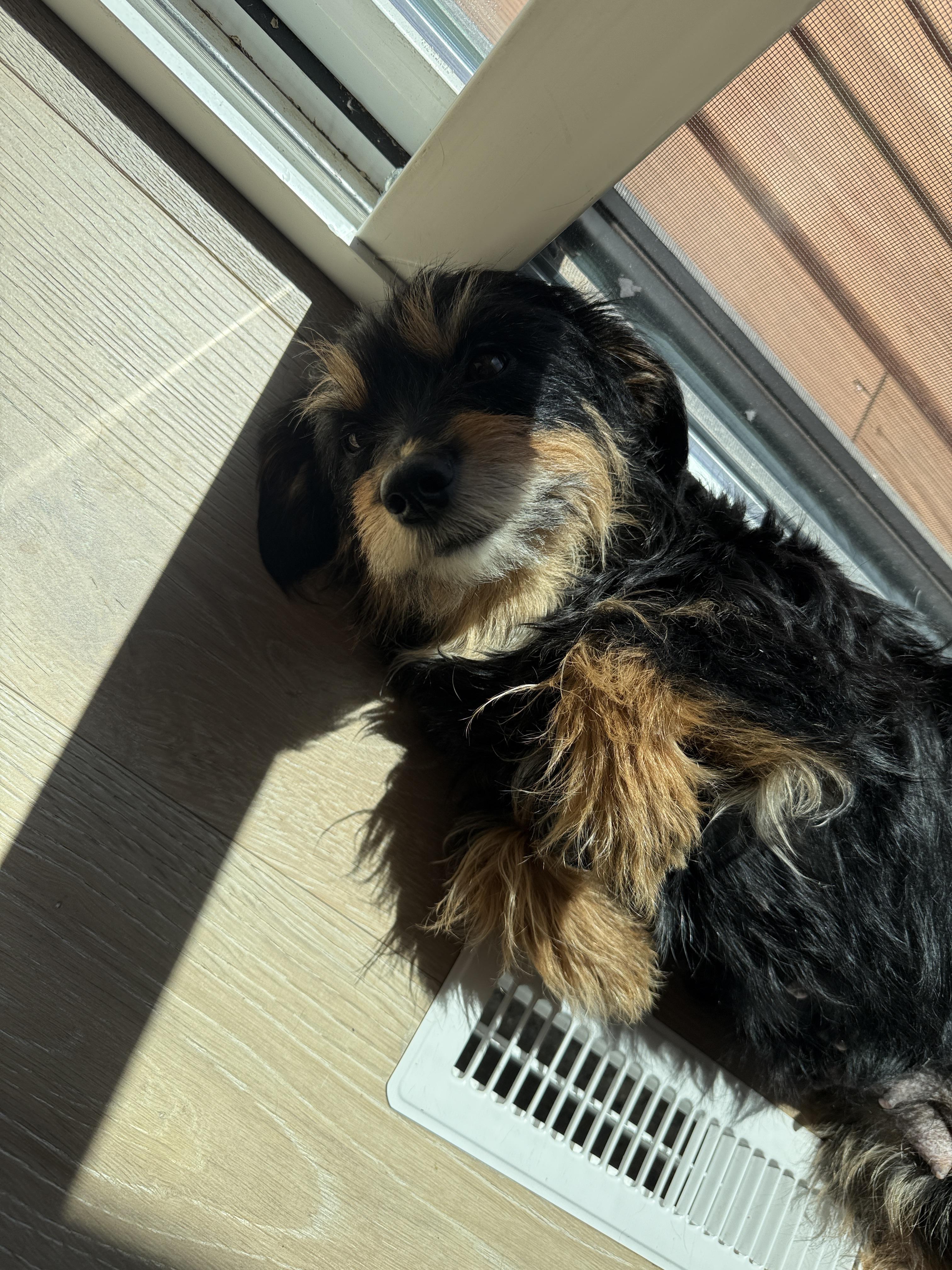 Enlarge Hope, a Adoptable mixed breed in Windsor, CO image 3/6