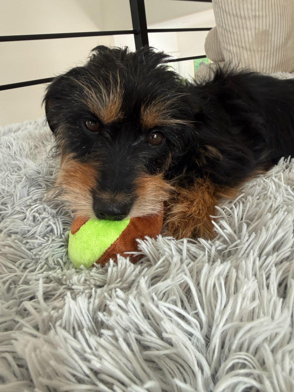 Enlarge Hope, a Adoptable mixed breed in Windsor, CO image 4/6