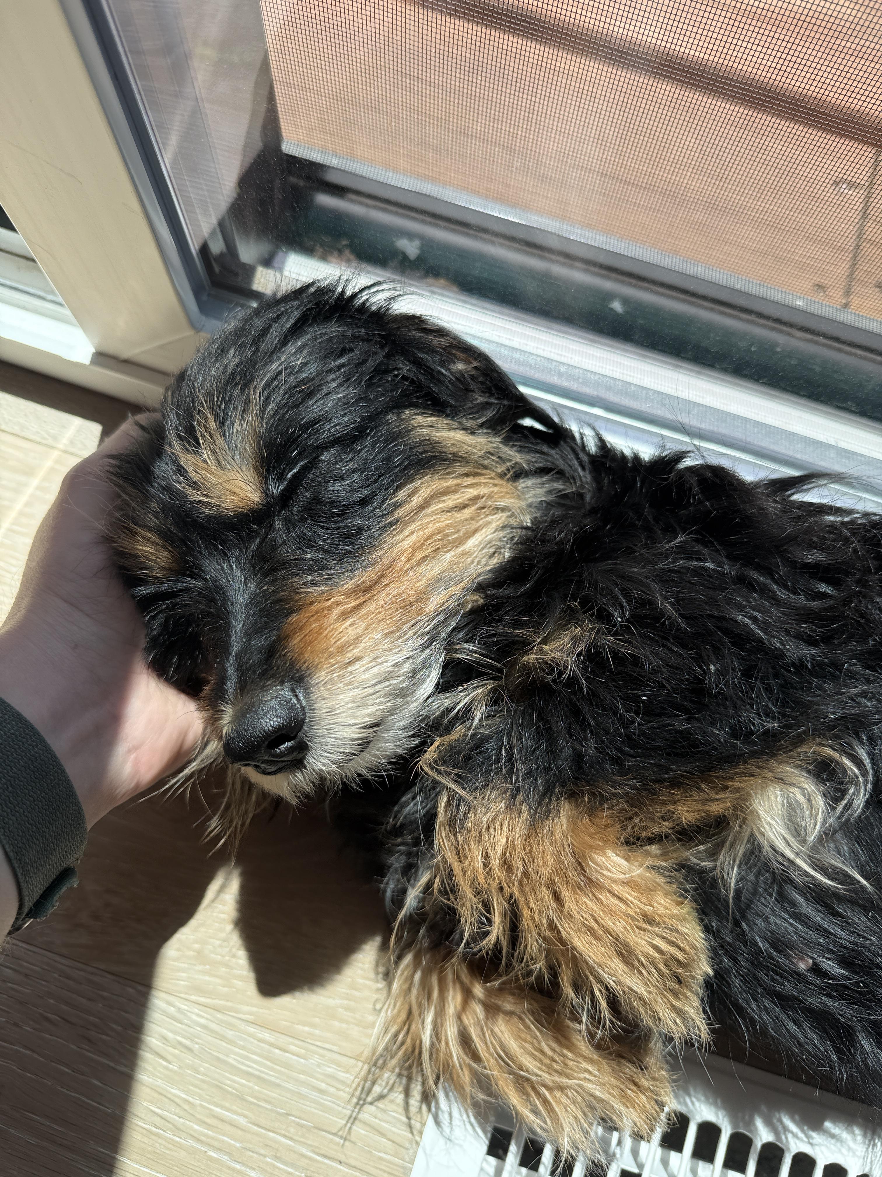Enlarge Hope, a Adoptable mixed breed in Windsor, CO image 6/6