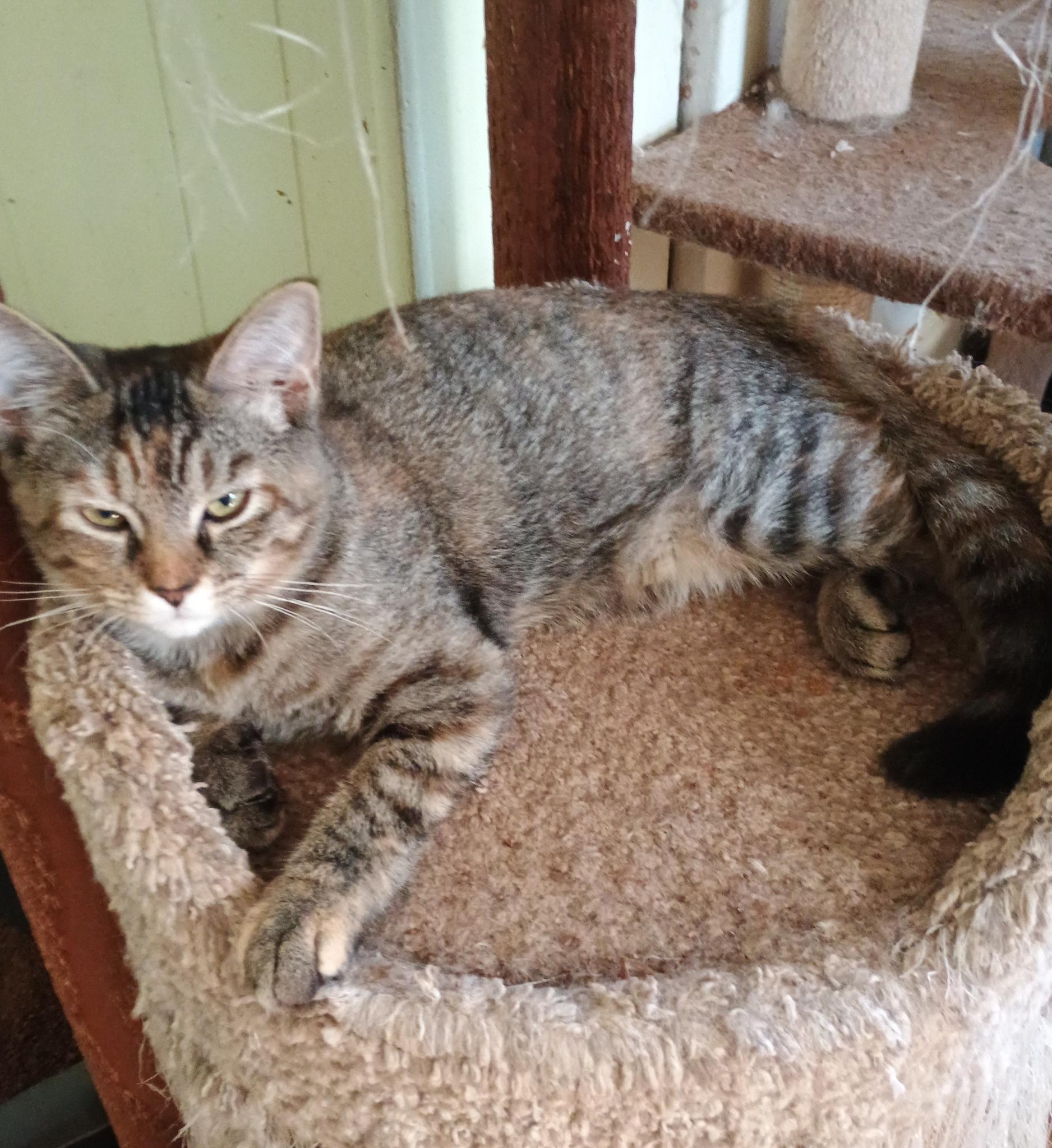 Mira - playful & loving