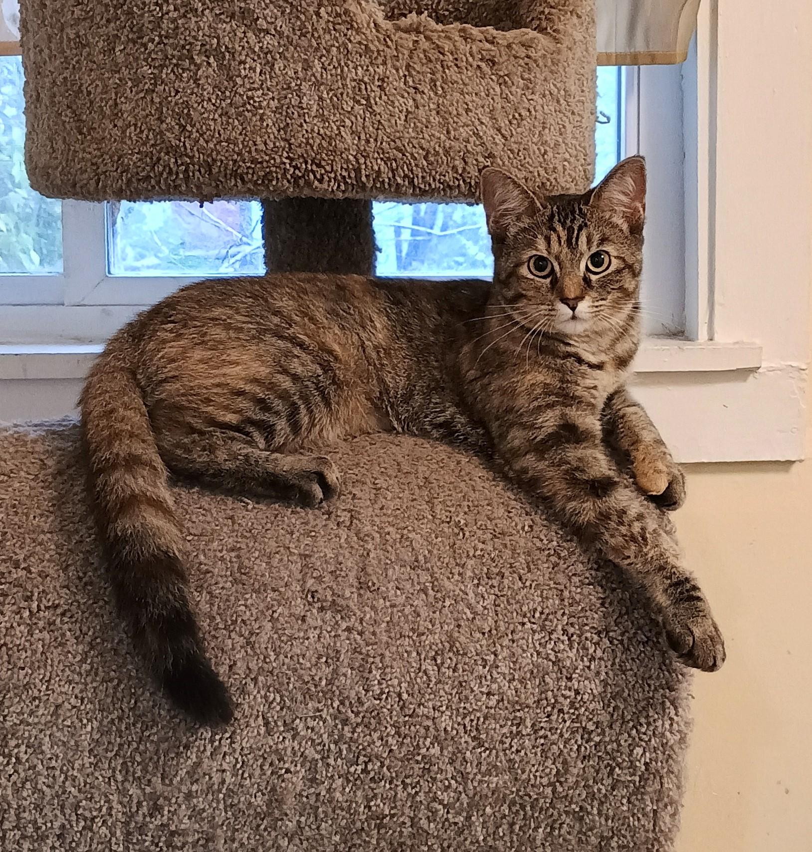 Mira - playful & loving, Adoptable, Kitten Female Domestic Short Hair.