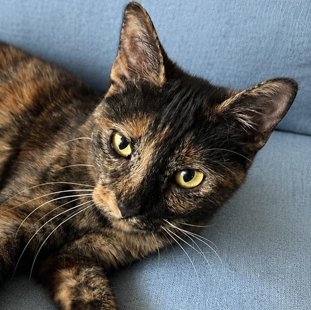 Enlarge Mizo, a Adoptable Domestic Short Hair in Seattle, WA image 1/2